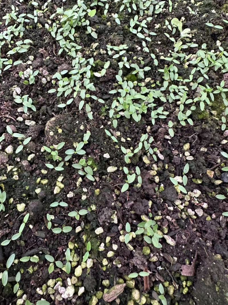 高含量柔毛淫羊藿种苗
