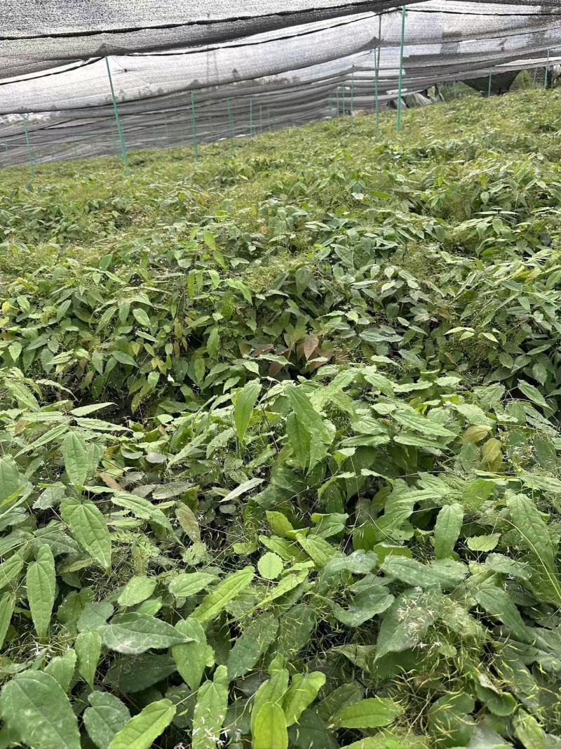 高含量柔毛淫羊藿种苗