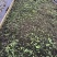 高含量柔毛淫羊藿种苗
