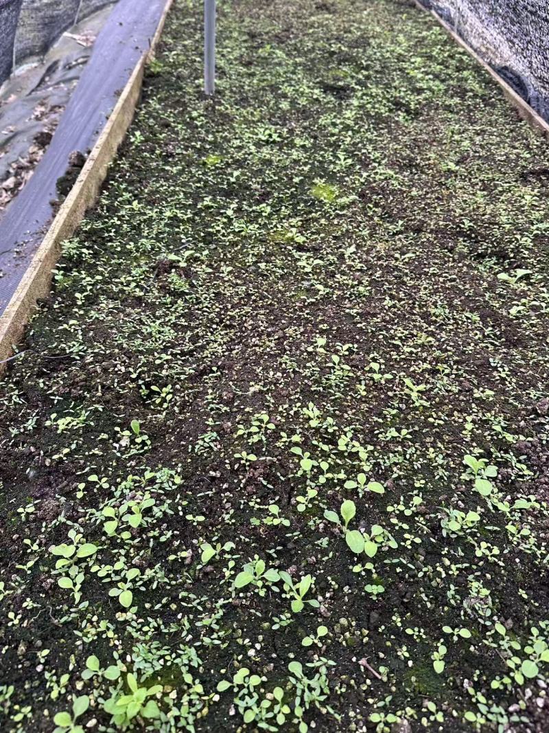 高含量柔毛淫羊藿种苗