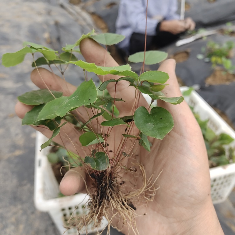 高含量柔毛淫羊藿种苗