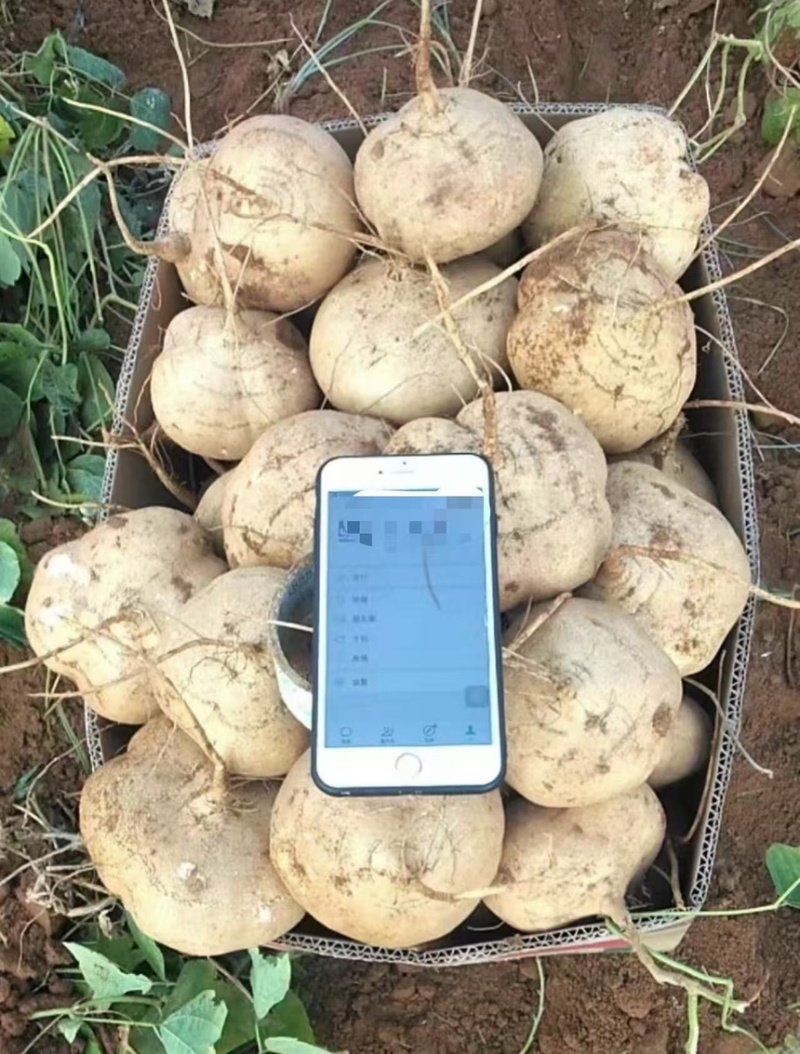 豆薯广东精选特优豆薯凉薯精挑细选产地直发量大从优