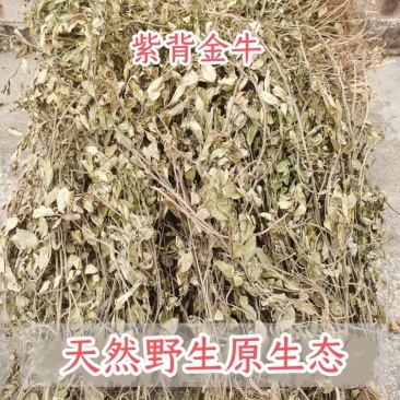 中药材紫背金牛、金不换、金牛草、肥儿草、大金牛草