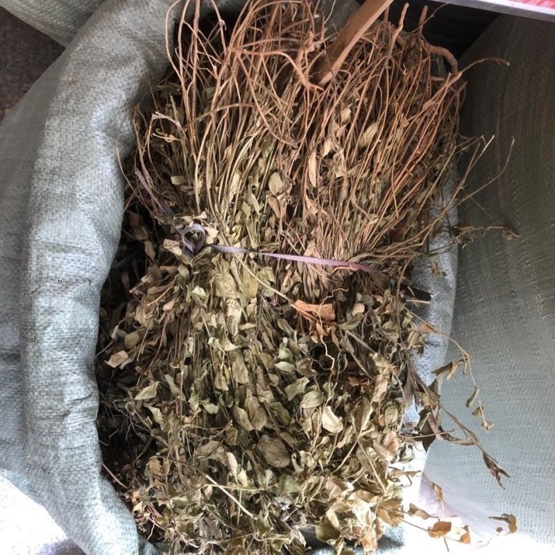 中药材紫背金牛、金不换、金牛草、肥儿草、大金牛草