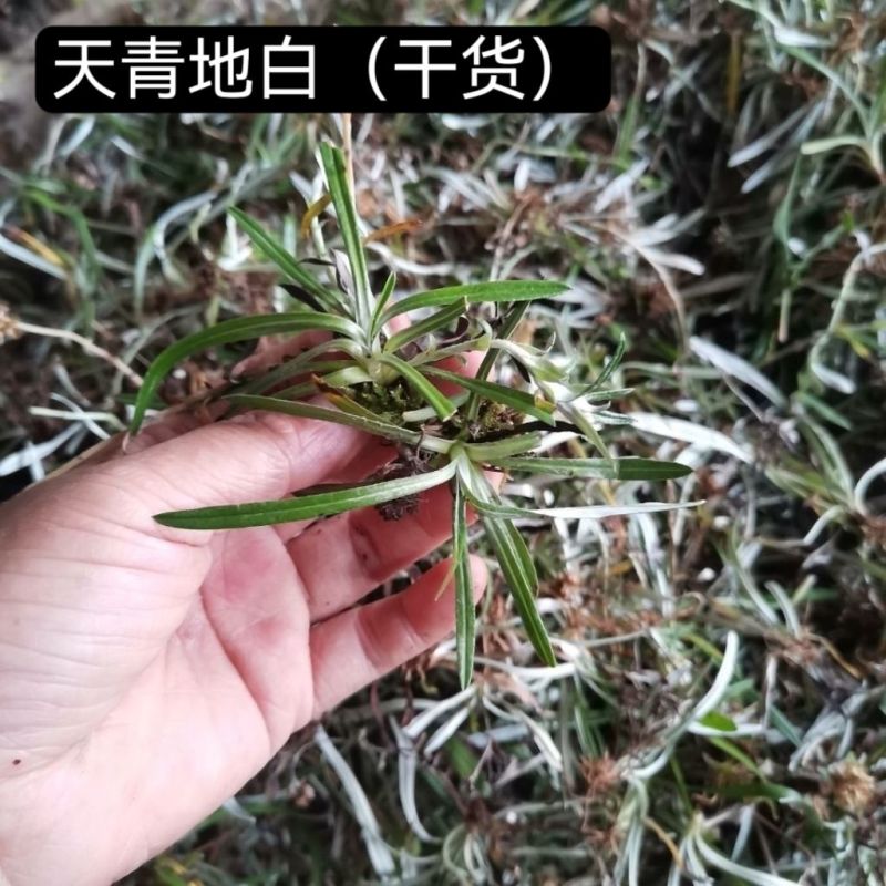 天青地白1公斤中药材叶下白上青下白新货