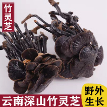 竹灵芝1公斤云南竹灵芝中药材竹灵芝干货竹灵芝批发竹灵芝