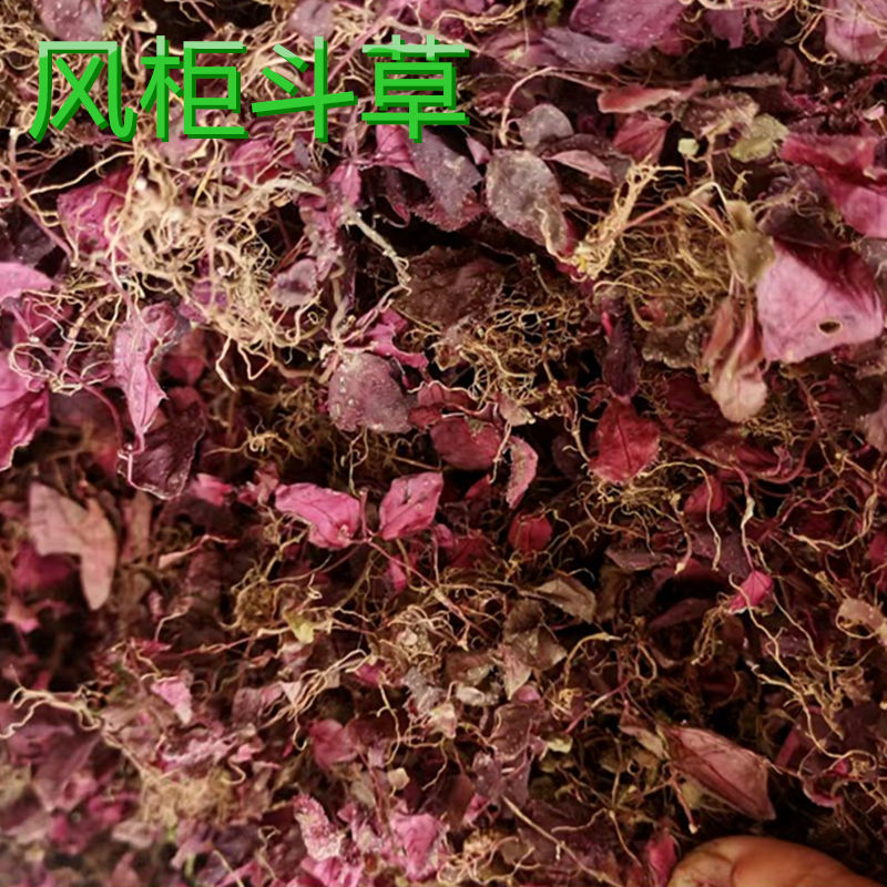 风柜斗草野生风柜斗草福建风鼓草风谷草楮头红肉穗草