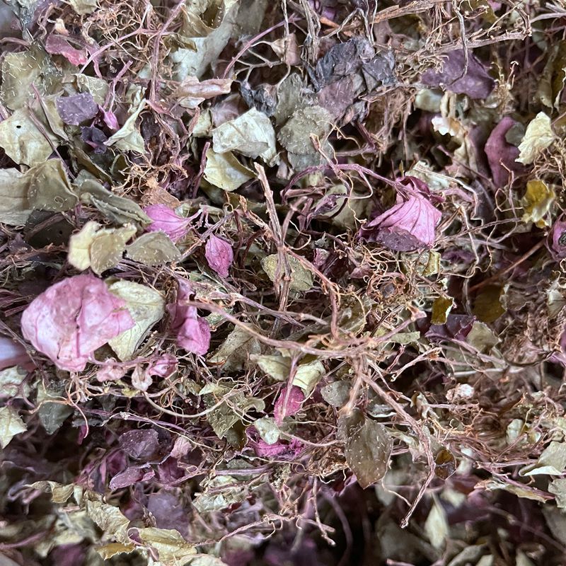 风柜斗草野生风柜斗草福建风鼓草风谷草楮头红肉穗草