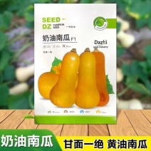 奶油南瓜种子肉质细密甘甜种腔小果肉金黄色耐旱
