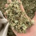 金钱草小叶金钱草大叶金钱草保庆药业批发金钱草
