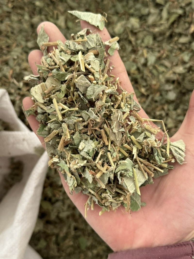 金钱草小叶金钱草大叶金钱草保庆药业批发金钱草