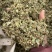 金钱草小叶金钱草大叶金钱草保庆药业批发金钱草