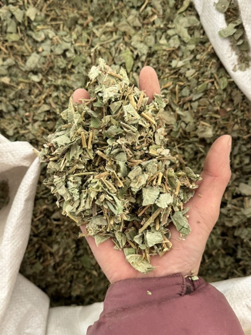 金钱草小叶金钱草大叶金钱草保庆药业批发金钱草