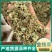 金钱草小叶金钱草大叶金钱草保庆药业批发金钱草