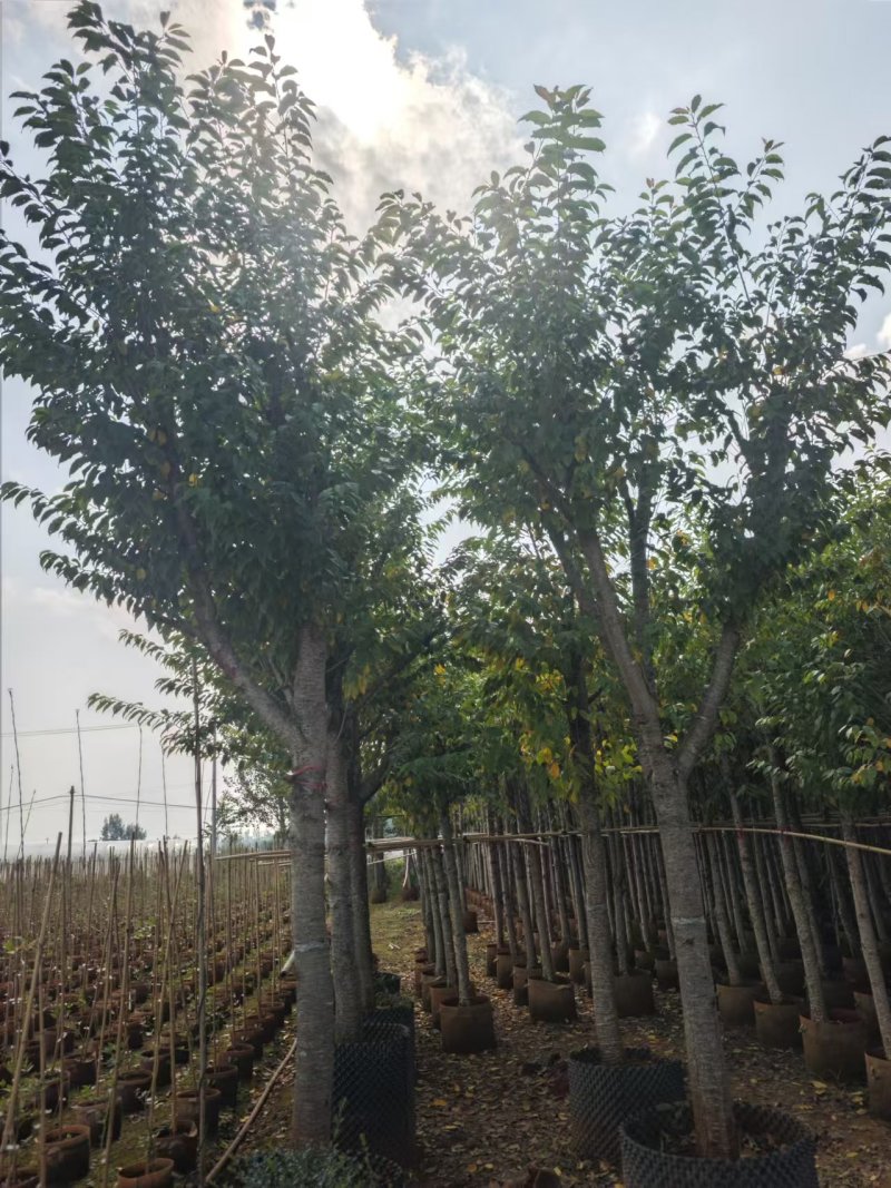 冬樱花，熟货，胸径12公分以上，分叉2.2米