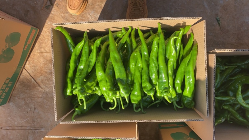 徐闻精品螺丝椒大量供应，产地直发，品质保证欢迎订购