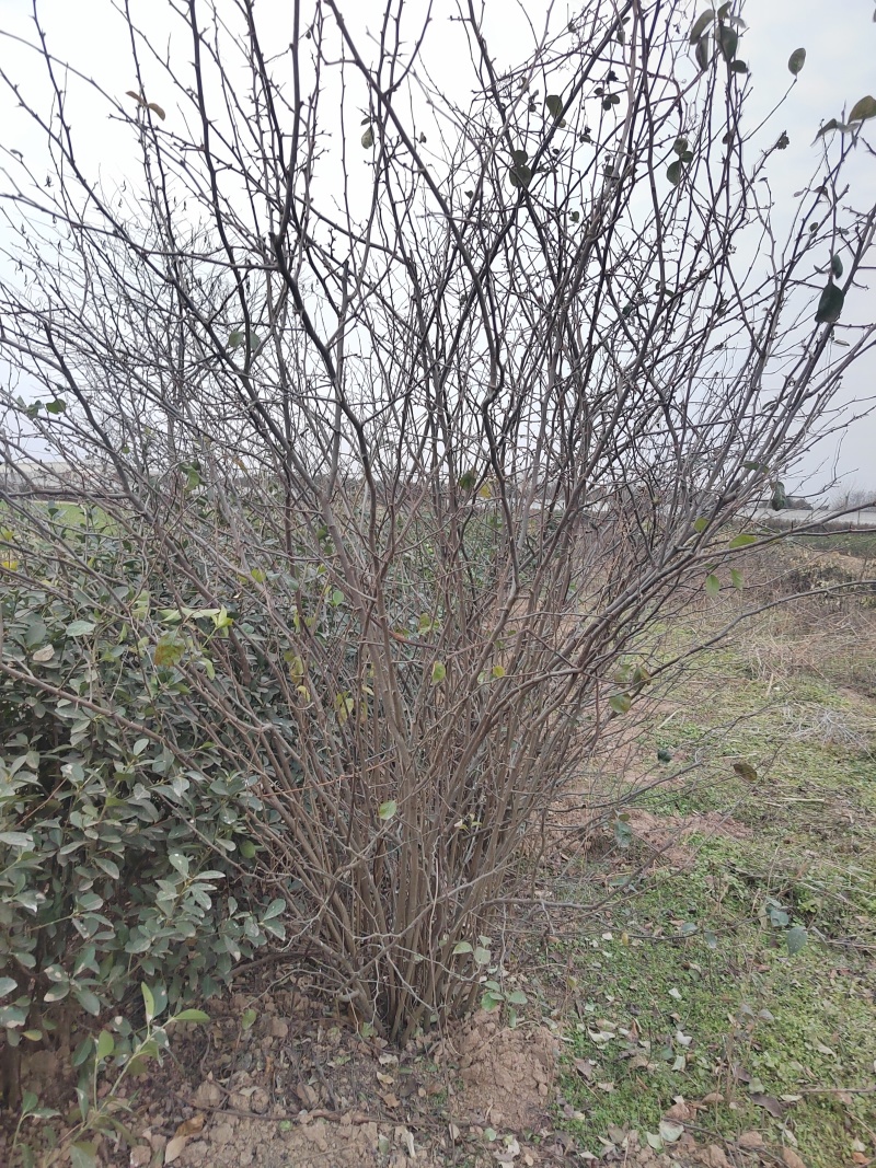 贴梗海棠贴梗海棠丛生50-2米陕西贴梗海棠种植基地