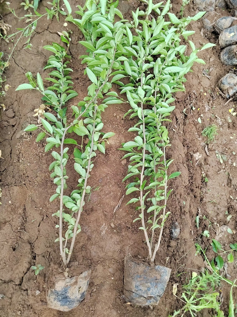 贴梗海棠贴梗海棠丛生50-2米陕西贴梗海棠种植基地