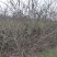 贴梗海棠贴梗海棠丛生50-2米陕西贴梗海棠种植基地
