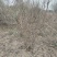 贴梗海棠贴梗海棠丛生50-2米陕西贴梗海棠种植基地