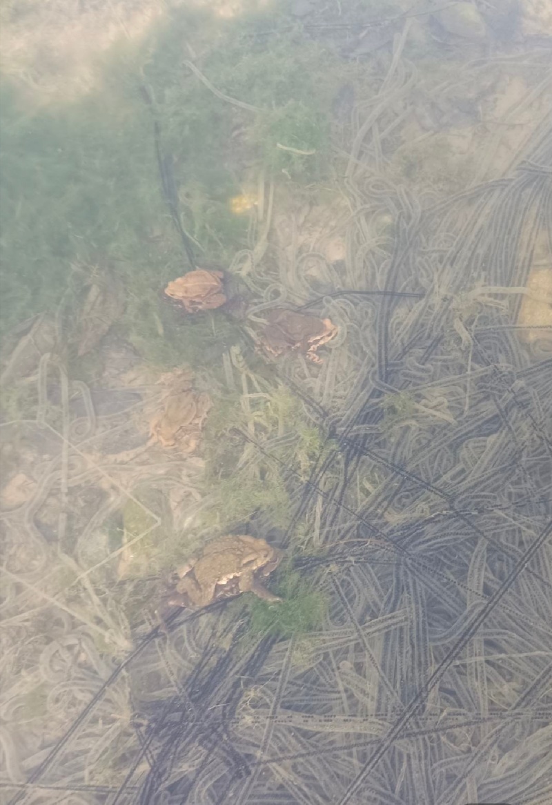 蟾蜍卵接受预定（不发货）