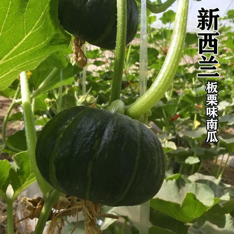 华萃浓香板栗南瓜种籽早熟高产商品性佳