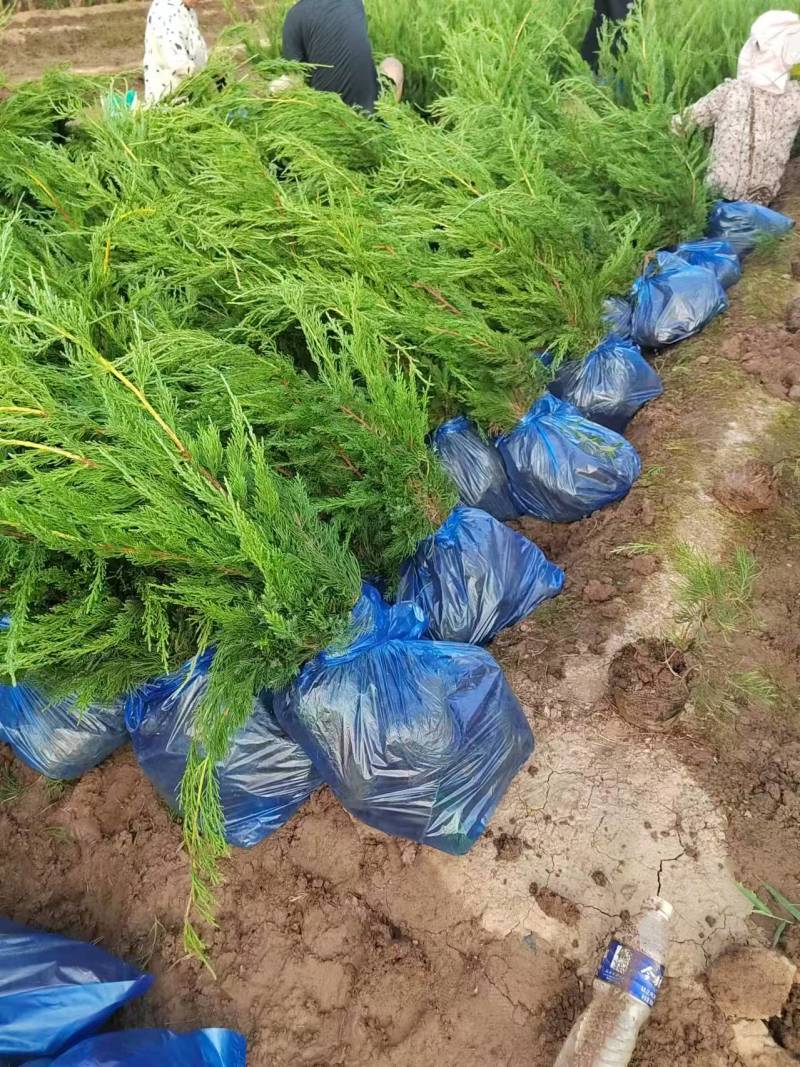龙柏营养杯龙柏龙柏容器苗陕西龙柏基地规格齐全