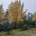 广西银杏树，20公分