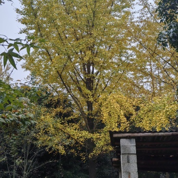 广西银杏树，20公分