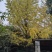 广西银杏树，20公分