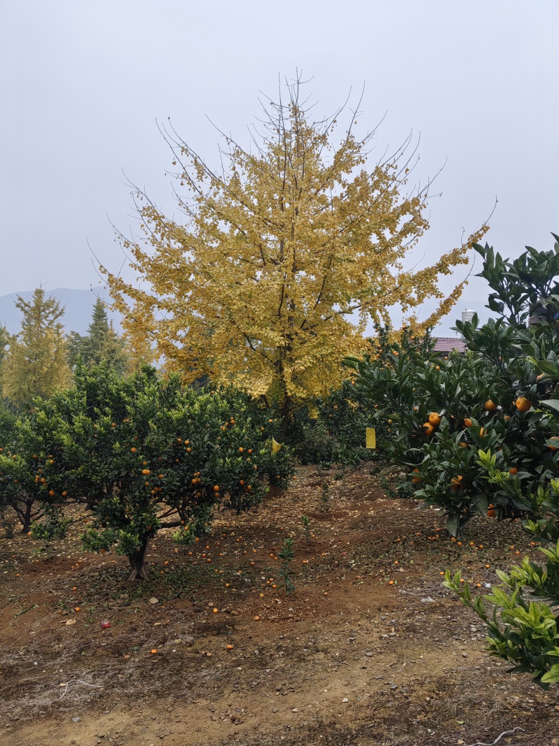 广西银杏树，20公分