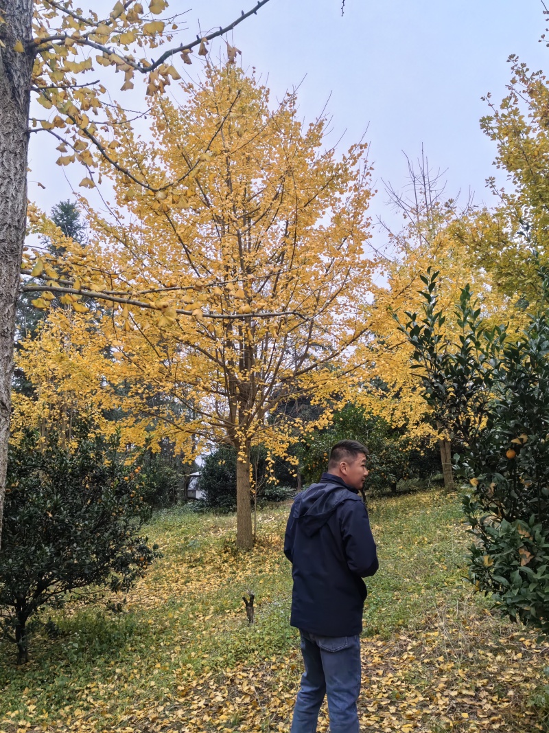 广西银杏树，20公分