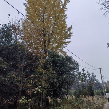 银杏树，35公分
