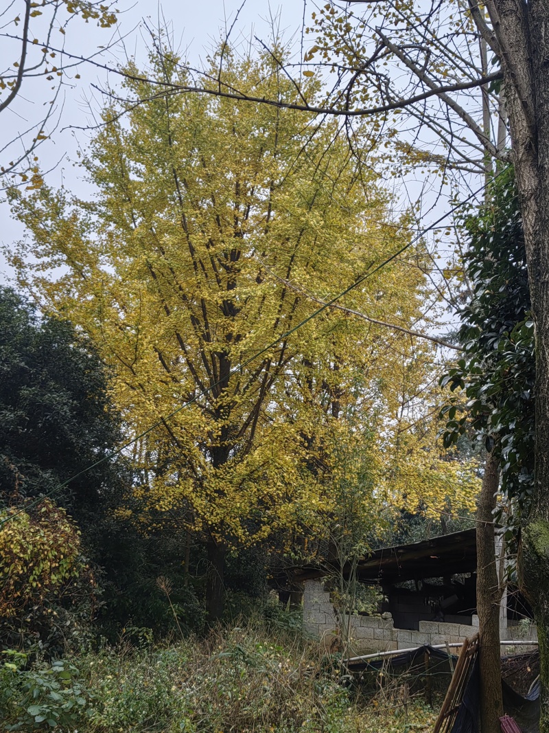 银杏树，35公分