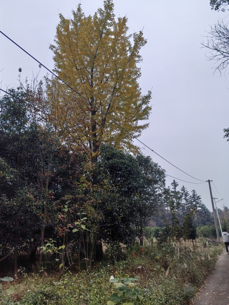 银杏树，35公分