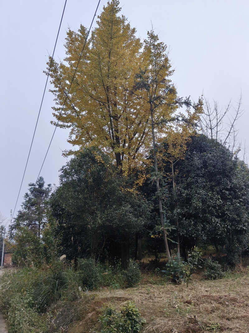 银杏树，35公分