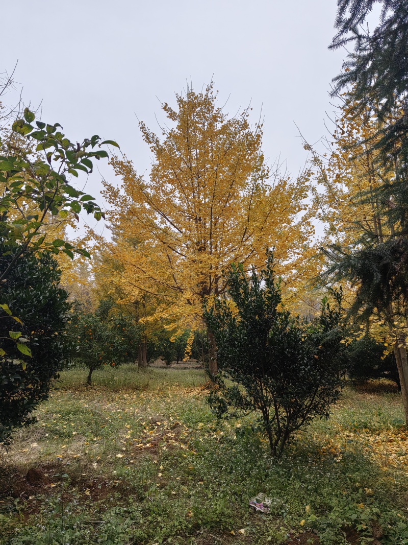 银杏树，35公分