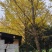 银杏树，35公分