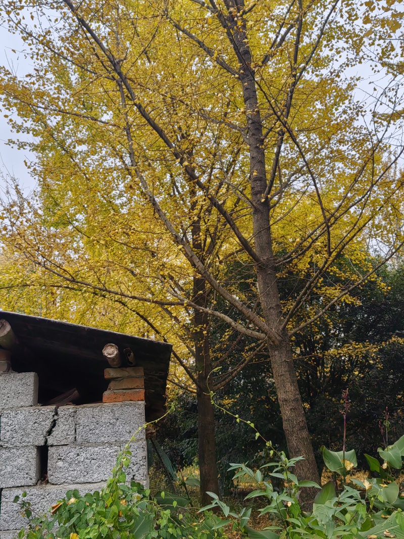 银杏树，35公分