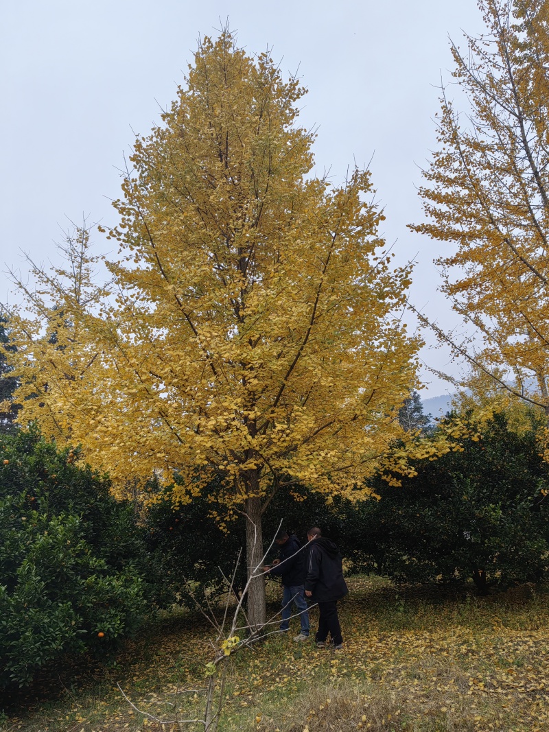 银杏树，35公分