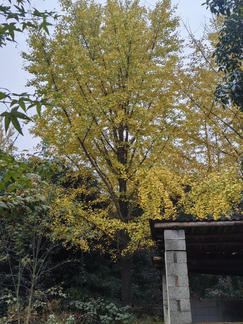 银杏树，35公分