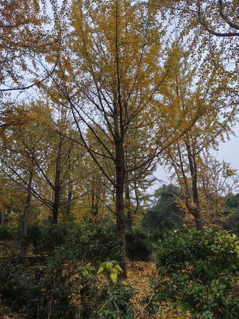 银杏树，35公分