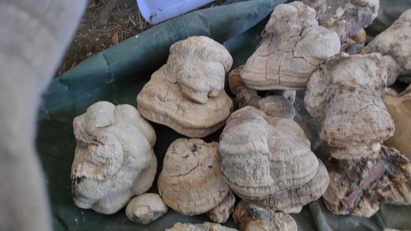 苦白蹄（阿里红）