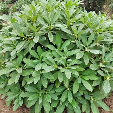 结香结香球陕西结香球种植批发基地