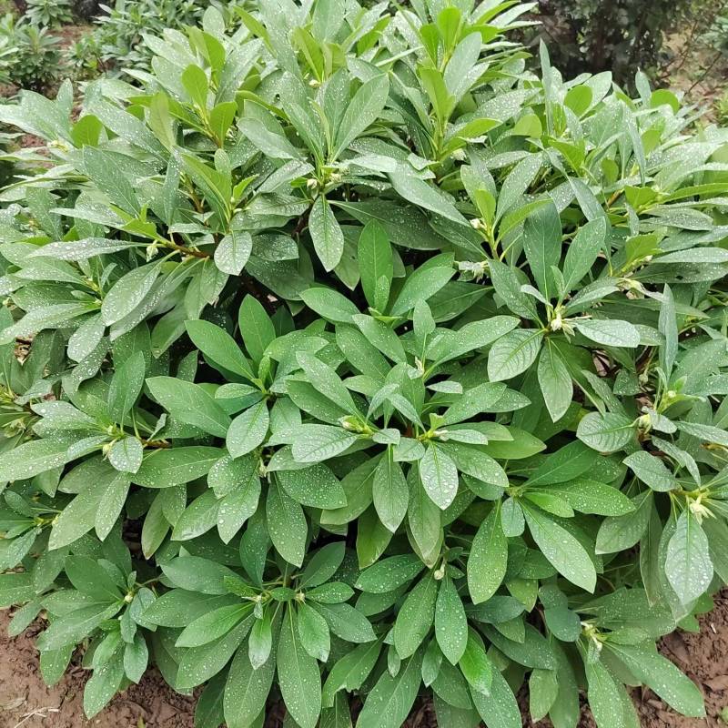 结香结香球陕西结香球种植批发基地