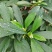 结香结香球陕西结香球种植批发基地