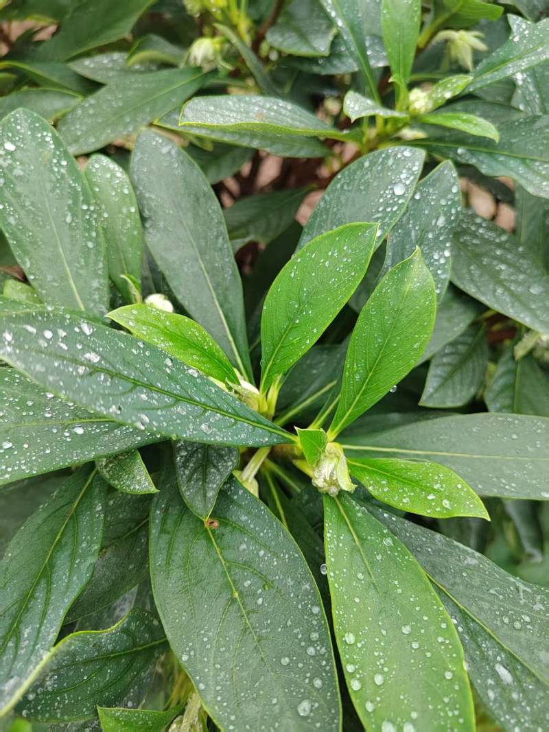 结香结香球陕西结香球种植批发基地