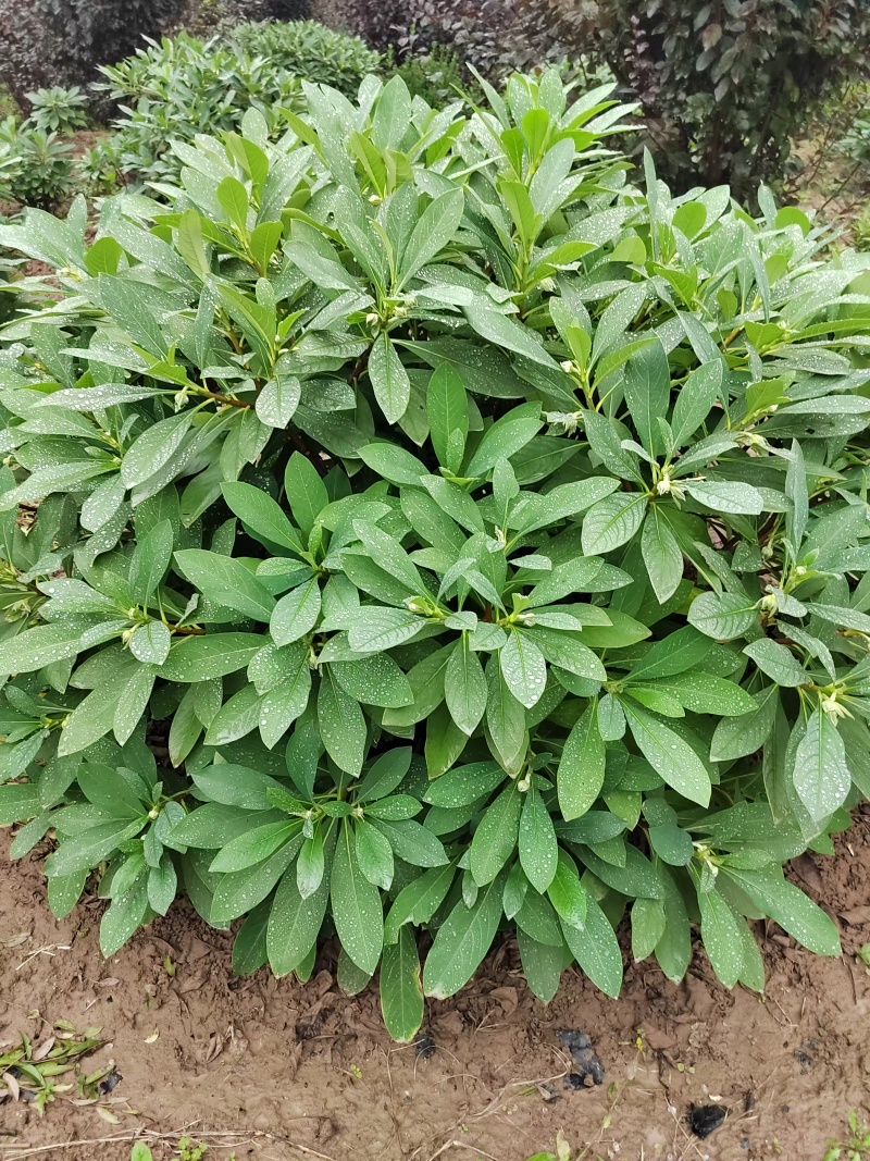 结香结香球陕西结香球种植批发基地