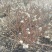 结香结香球陕西结香球种植批发基地