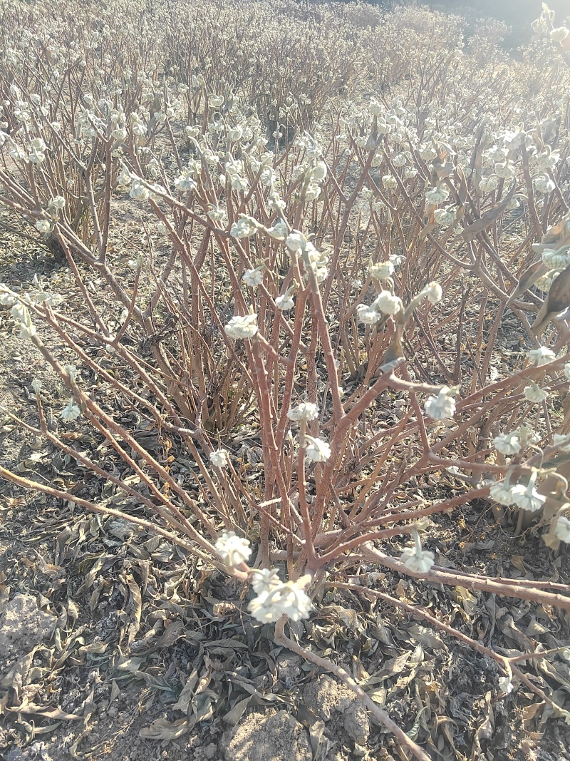 结香结香球陕西结香球种植批发基地